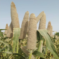 Bajra Product
