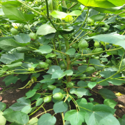 Cotton Product