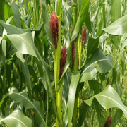 Maize Product