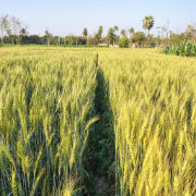 Wheat Product